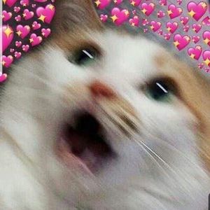 Meet your Posher, Hayley